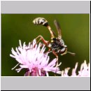 Physocephala rufipes - Dickkopffliege 13.jpg